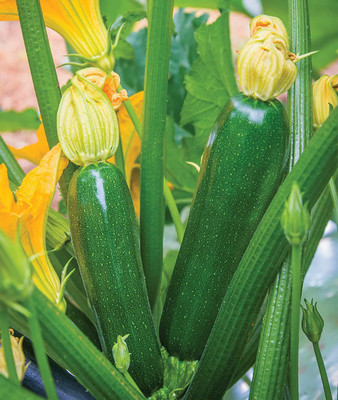 CYBEXIS VXI-36 - Best Zucchini Summer Squash - (75 Seeds) Seed(75 per packet)