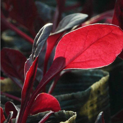 CYBEXIS Red Spinach Seeds Cold Hardy Purple Spinach Seeds1000 Seeds Seed(1000 per packet)