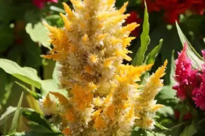 Aro Celosia Dwarf, Cockscomb Seed(150 per packet)