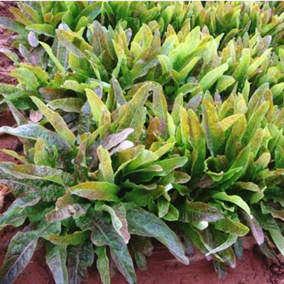 KNESSiN Red Oil Lettuce Seed(200 per packet)