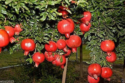 WILLVINE XL-7 Pomegranate Tree Seed - Punica Granatum Seed(50 per packet)