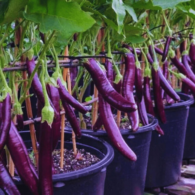 Greenfall Brinjal Seeds Seed(50 per packet)