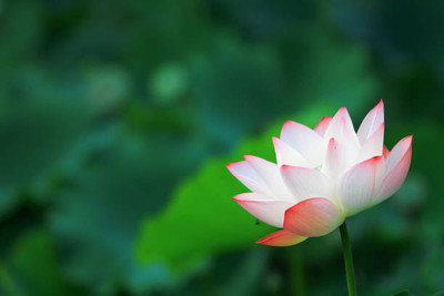 Around Creation lotus,kamal gatta Seed(11 per packet)