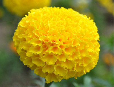 Mozette Exotic marigold yellow Seed(24 per packet)