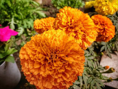 Simmel Difesa marigold/gende ka phool flower seeds Seed(50 per packet)