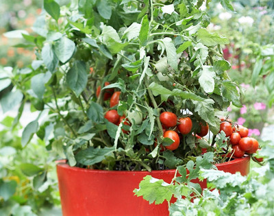 Seedsqlty Tomato seeds for gardening, high germination (400 seeds) Seed(400 per packet)