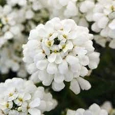 Lorvox Candytuft (Perennial) Snowflake Seed(70 per packet)
