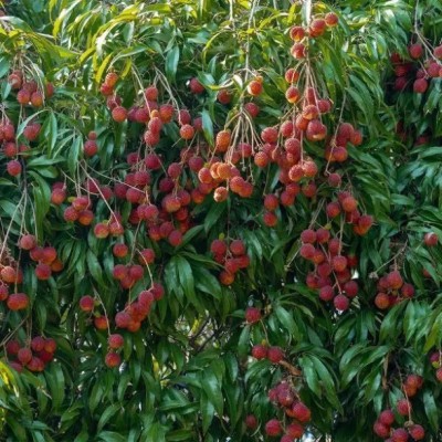 MAA Litchi, Lichi, Lychee Seed(21 per packet)