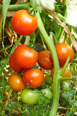 Kritharth Creation tomato Seed(145 per packet)