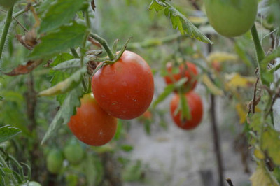 Around Creation tomato Seed(120 per packet)