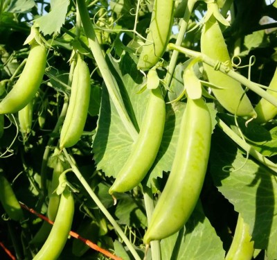 MYLAWN Matar Peas Organic Seed(100 per packet)