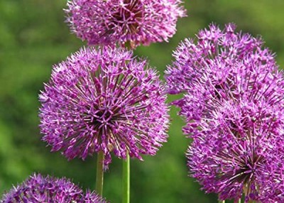 Qualtivate HUA-4A Giant Onion Allium Giganteum Seed(500 per packet)