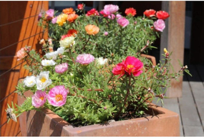 Aywal Portulaca Moss Rose Flower Seeds Mix Color Ornamental Seed(10 per packet)
