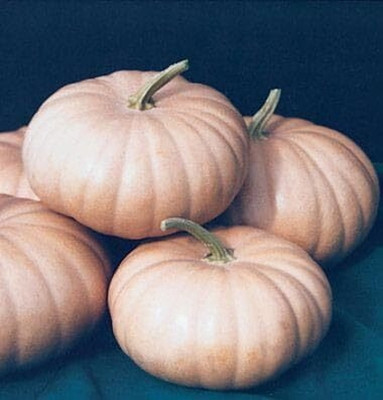 CRGO DIOART-ZSR-™Pumpkin imported vegetables seeds-15 SEEDS-PS55 Seed(15 per packet)