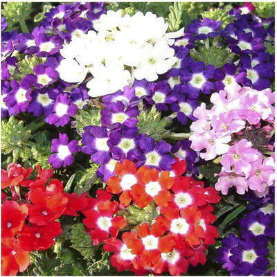 BDSresolve BDSresolve verbena seeds Pack of 46 Seed(46 per packet)