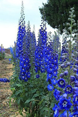 XOLDA Delphinium Imperial mix Seed(50 per packet)