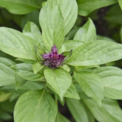 CYBEXIS LX-64 - Sweet Large Leaf Thai Basil - (4500 Seeds) Seed(4500 per packet)