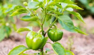Flipkart SmartBuy Capsicum Vegetable Seed(40 per packet)
