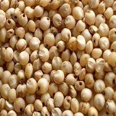 STOKIYA Hybrid Sorghum Sudan Grass Seeds jowar seed Grass Pack of 2kg Seed Seed(2 kg)