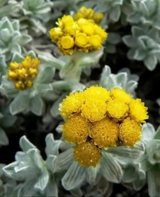 MAA Helichrysum Seed(125 per packet)