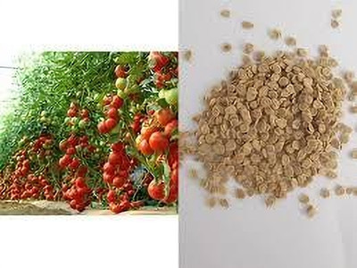 ARYAN EVERGREEN Tomato seeds Seed(40 per packet)