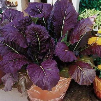 CYBEXIS PUAS-77 - Red Giant Mustard - (750 Seeds) Seed(750 per packet)