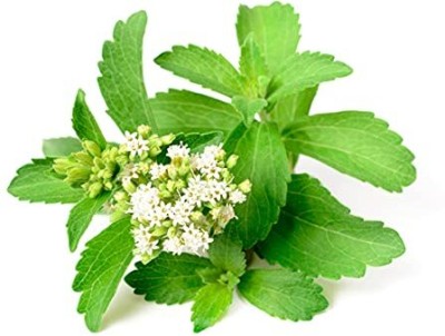 TRICONE Stevia Seeds Stevia Sweet Leaves Candy Leaf Seeds Herb Seeds 40 Beej RF5 Seed(40 per packet)