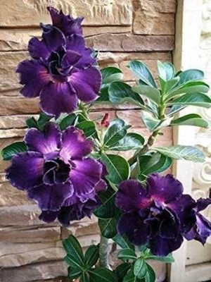 CRGO ADENIUM Seed(100 per packet)