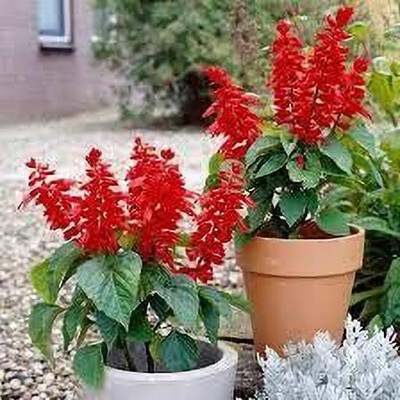 Aywal Salvia F1 Hybrid Mixed Seed(80 per packet)