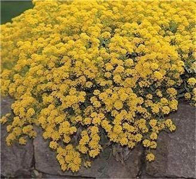 CYBEXIS Alyssum Montanum Mountain Gold Seed(50 per packet)