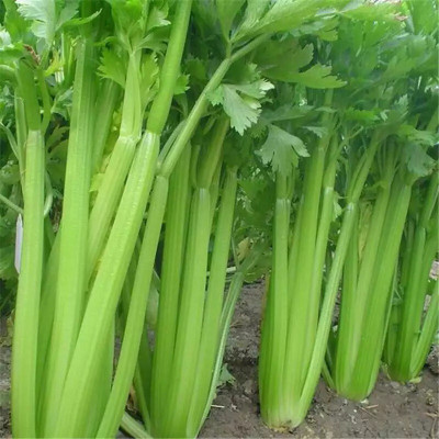 Quentova Organic Celery Vegetable-7R-RJ Seed(150 per packet)
