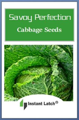 WILLVINE ROX -II Savoy Perfection Cabbage Seeds [50g] Seed(15000 per packet)