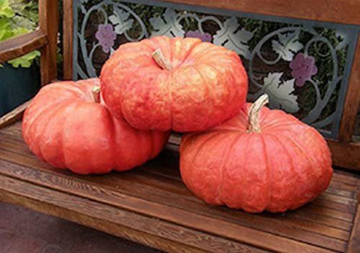 CYBEXIS ROUGE VIF D’ETAMPES the best pumpkin variety, Heirloom100 Seeds Seed(100 per packet)