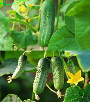 Arshiayat Long cucumber seeds Seed(52 per packet)