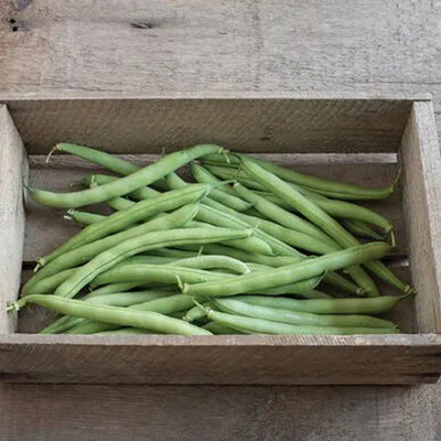 PMA Gwar Fali/Cluster Beans/Beans Seed Seed(25 per packet)