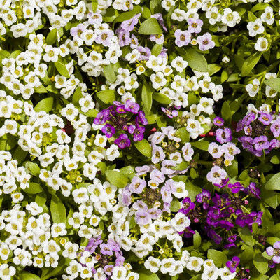 Biosnyg Alyssum Wonderland Series Flower:Citron Yellow -[50 Seeds] Seed(50 per packet)