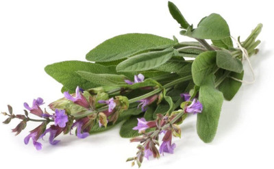 CYBEXIS LXI-22 - Garden Sage-Salvia Officinalis - (1350 Seeds) Seed(1350 per packet)