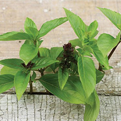 WILLVINE Heirloom Herb FROZEN SEED CAPSULES Licorice Basil Seeds-[2000 Seeds] Seed(2000 per packet)