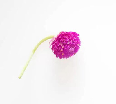 Aro Gomphrena Seed(45 per packet)