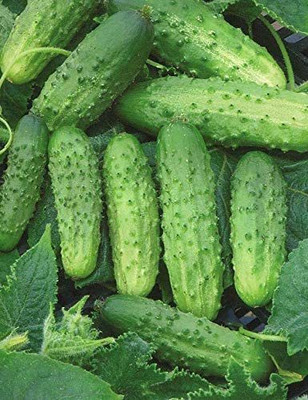 WILLVINE ATS-262 Cucumber Source F1 Rodnichok Open-Pollinated Seed(200 per packet)