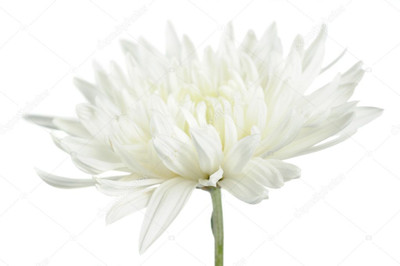 XOLDA Exotic chrysanthemum white Seed(32 per packet)
