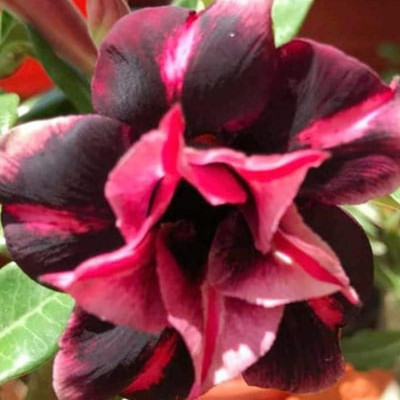 CRGO ADENIUM Seed(70 per packet)