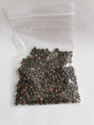 BDSresolve F1 Water Spinach Seeds PACK OF 72 Seed(72 per packet)