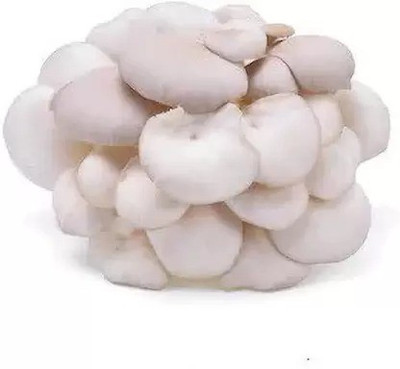 Aro Mushroom Seed(10 per packet)