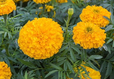 Leitwind marigold/gende ka phool flower seeds Seed(50 per packet)