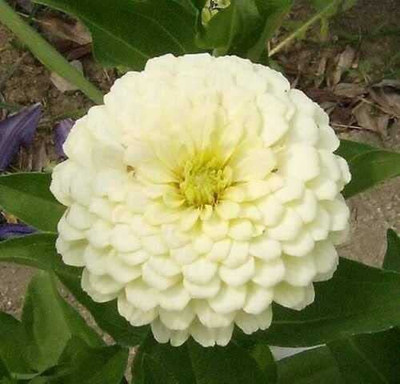 CYBEXIS LXI-5 - Polar Bear White Zinnia Flower - (270 Seeds) Seed(270 per packet)