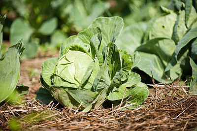 AFARTIOBINA 127 Pc Cabage Seeds Seed(127 per packet)