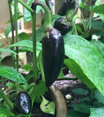ibains Chinese chilli seeds Seed(205 per packet)