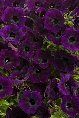 Quentova Midnight Petunia-SWAT-3F Seed(50 per packet)