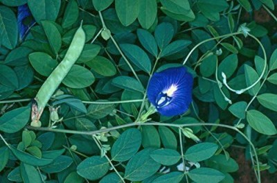 Qualtivate PUA-9A Clitoria ternatea Blue Butterfly Pea Seed(200 per packet)